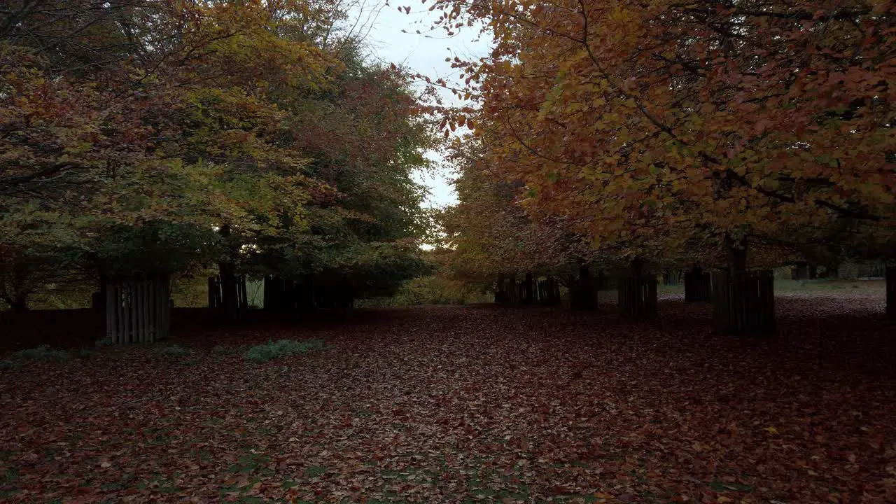 Tilt shot in Autumn of orange trees and leaves on the ground