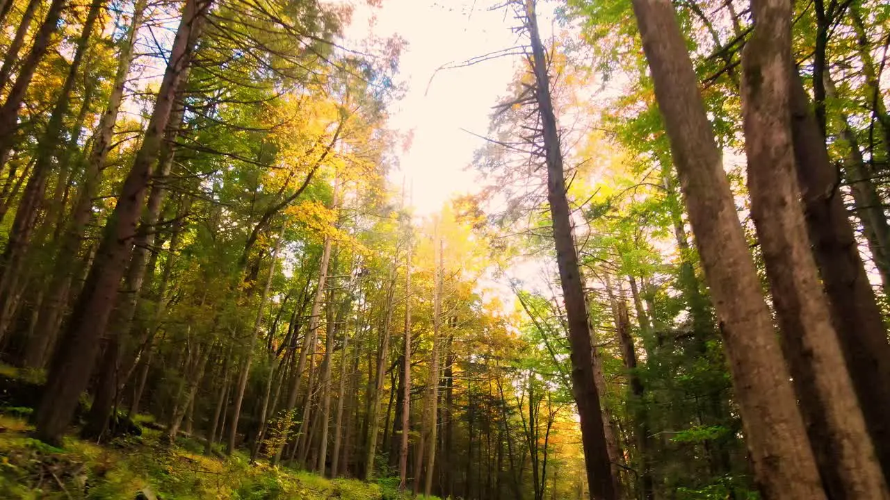 Beautiful smooth autumnal forest video in the Appalachian mountains with tall trees and golden light on a beautiful day