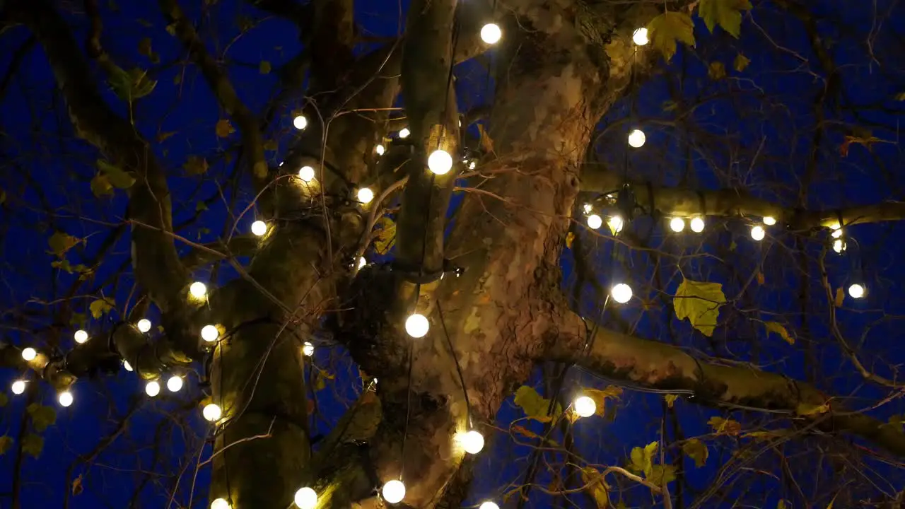 Looking up at soft glowing lights wrapped around bare winter tree at night