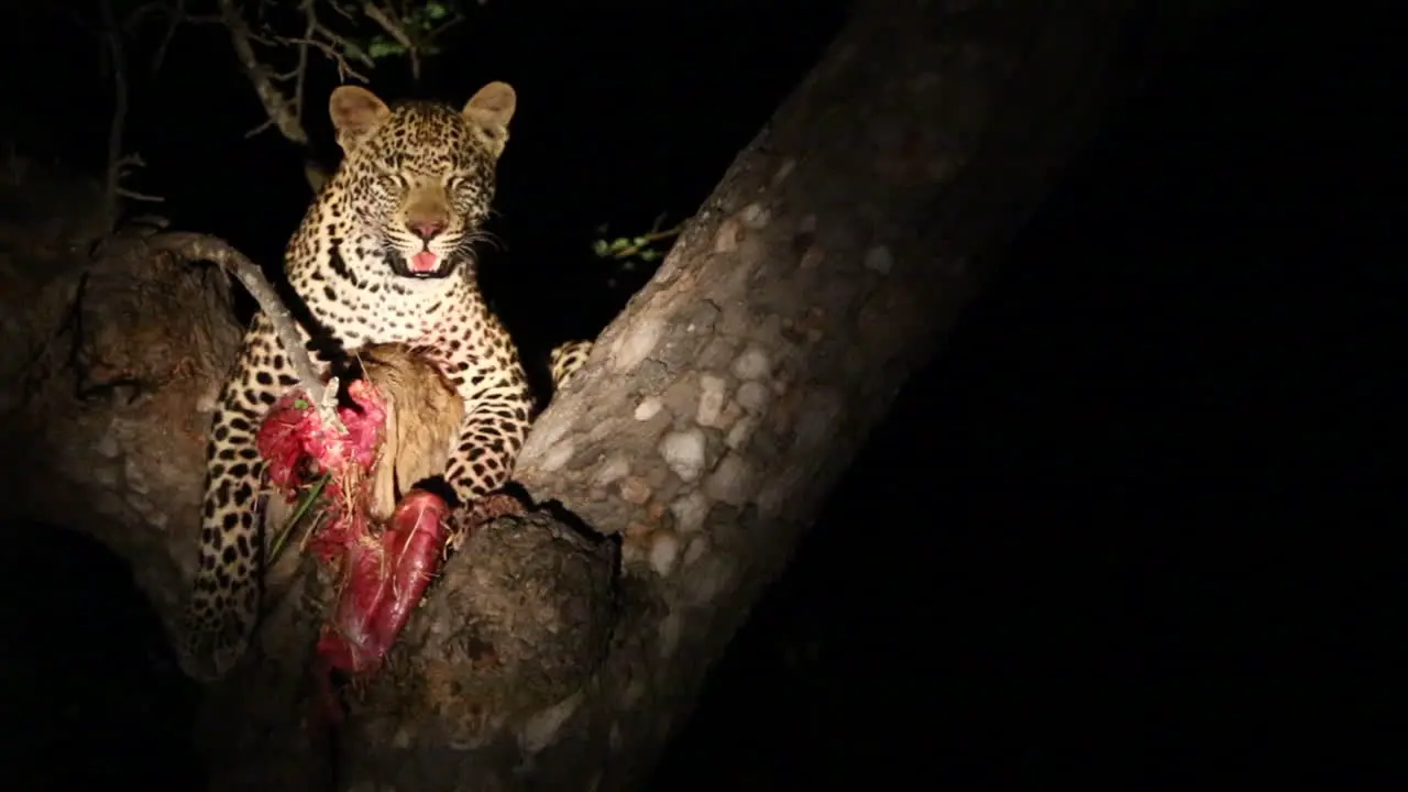 Leopard with a kill in tree at night panting looking around illuminated with spotlight Greater Kruger