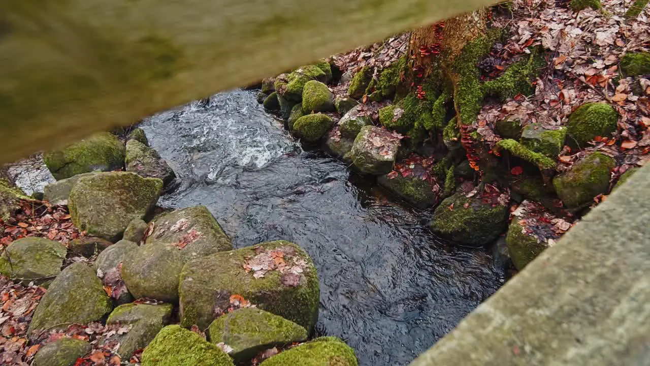 Small water stream in deep forest