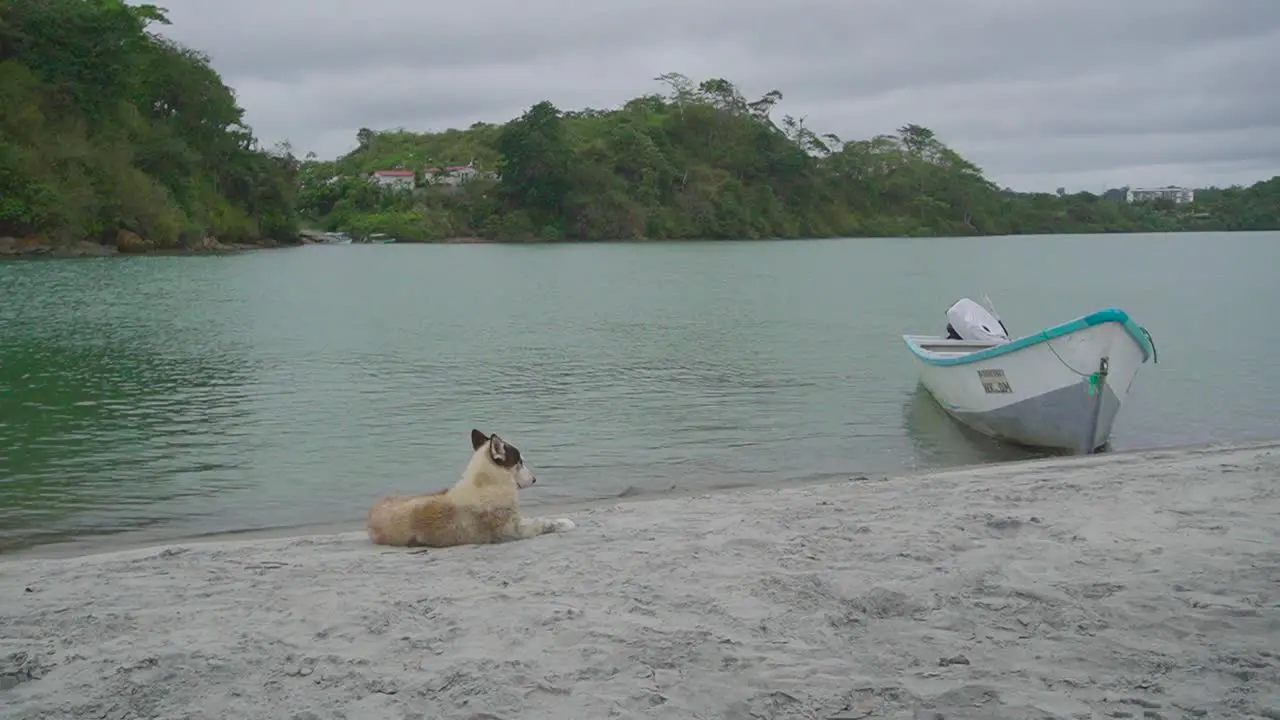 Small boat and dog guarding it on sandy beach of Ecuador handheld shot