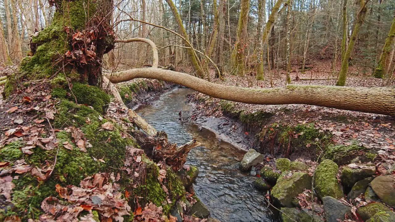 River in the forest 4k60fps