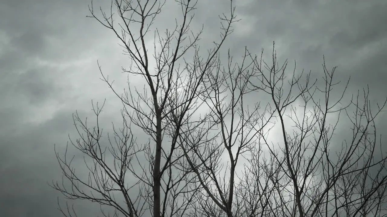 - Trees sunlight grey sky clouds cloudy overcast light branches Exterior Slow Motion -Handheld