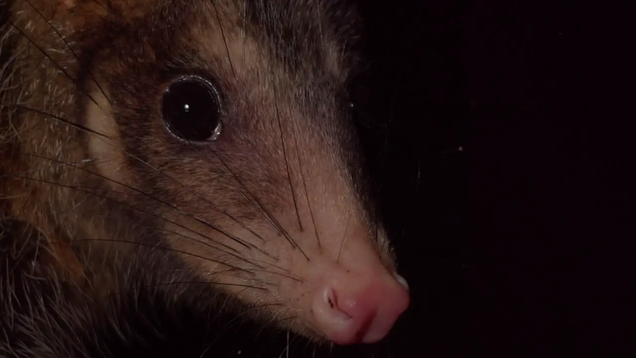 Face of opossum look into camera on dark Amazon forest floor tripod medium