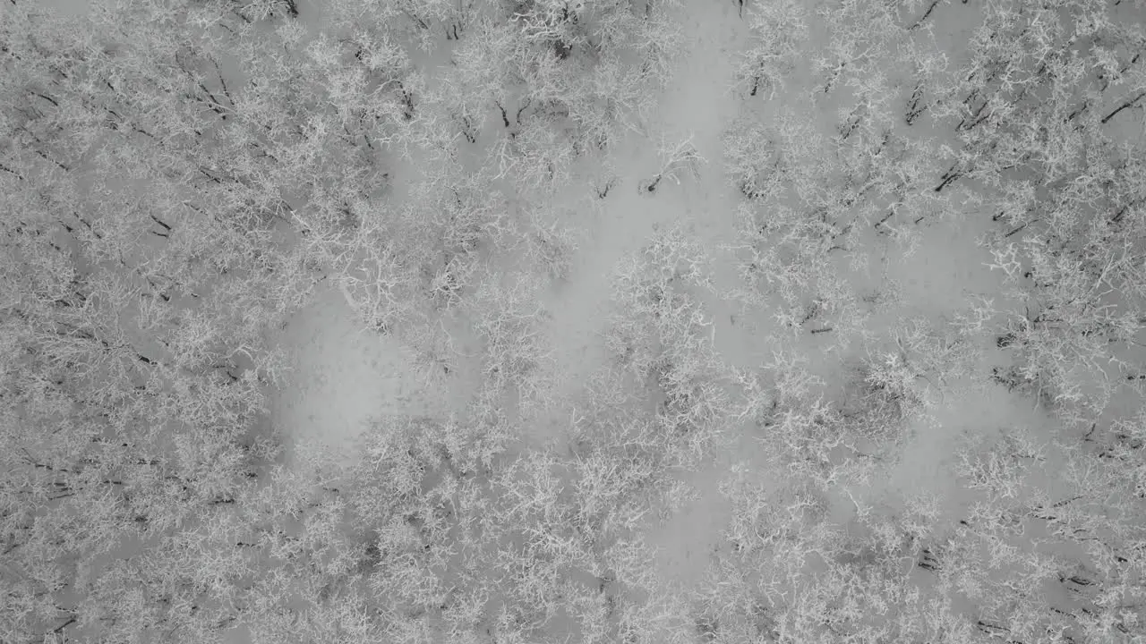 Aerial view looking straight down over snow covered forested landscape