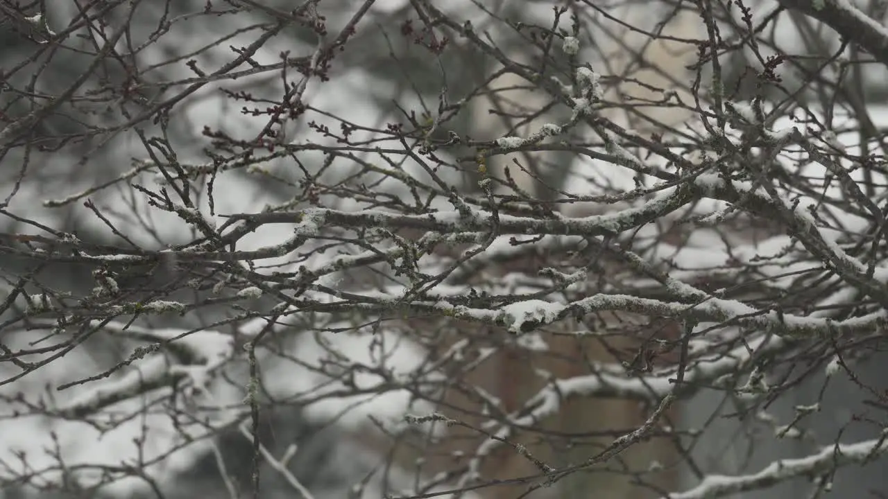 Close up footage of a cherry blossom tree during winter without petal's gently swaying with the wind