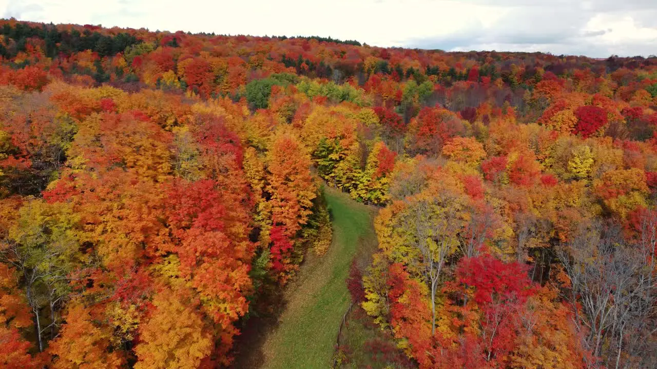 High-speed drone shot of a large area of a golden autumn forest