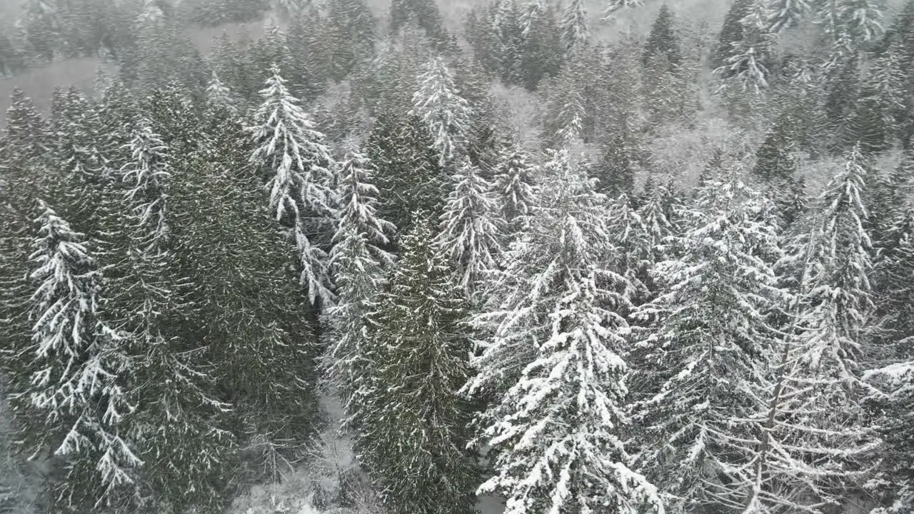 Snow draped evergreen forest during a blizzard aerial orbit