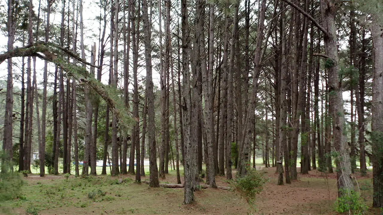 Cinematic crane down movement with a drone trough the trees in the pine woods forest unveiling the wonderful scenery