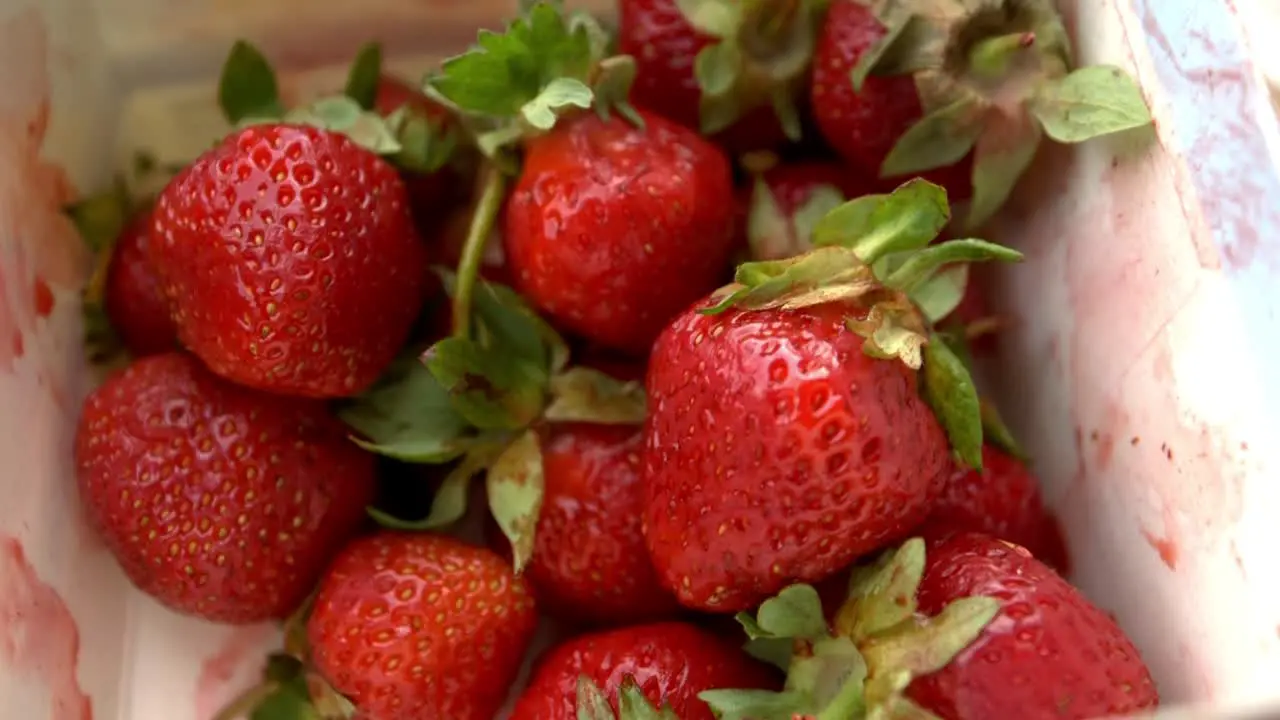 A closeup recording of swedish strawberries