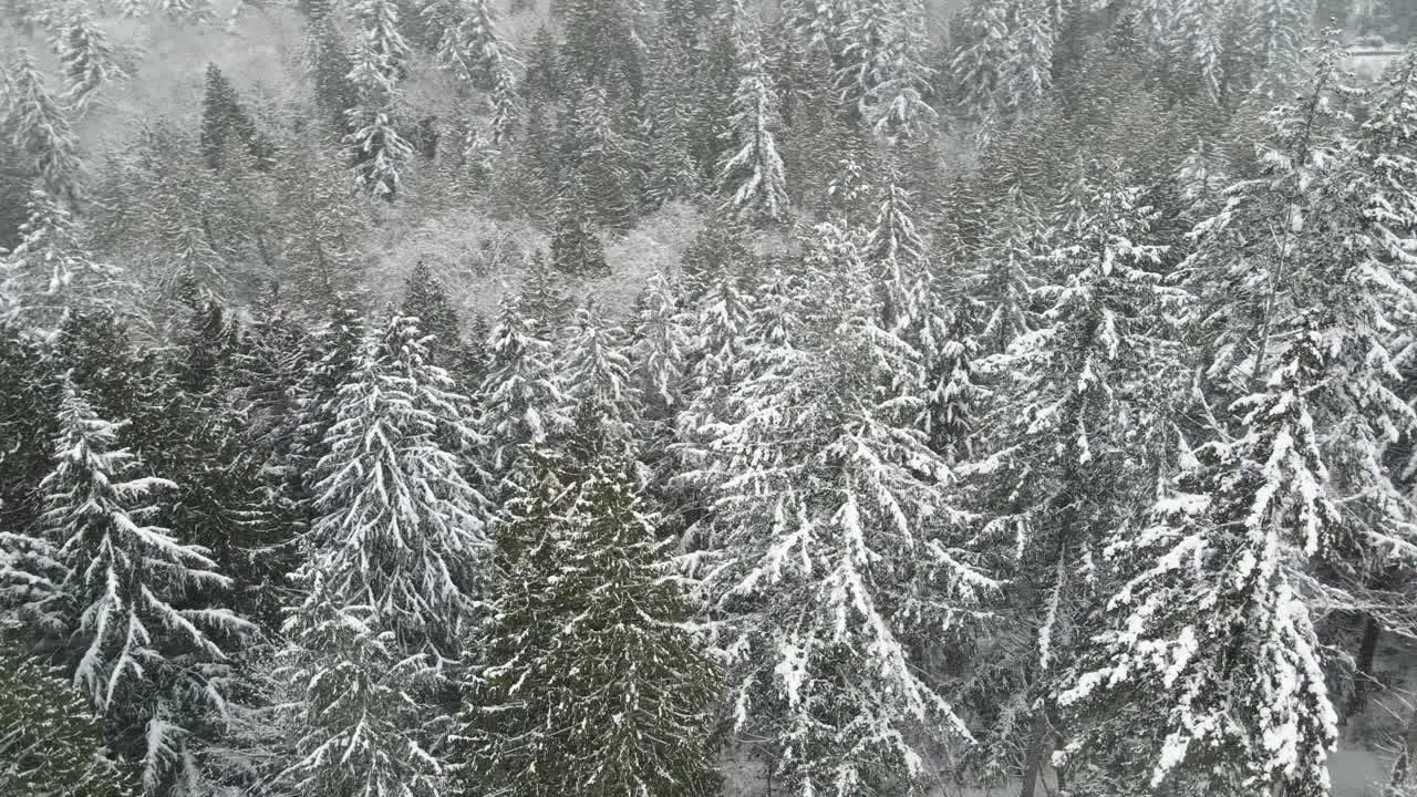 White snow covers a dense evergreen forest during a blizzard aerial orbit