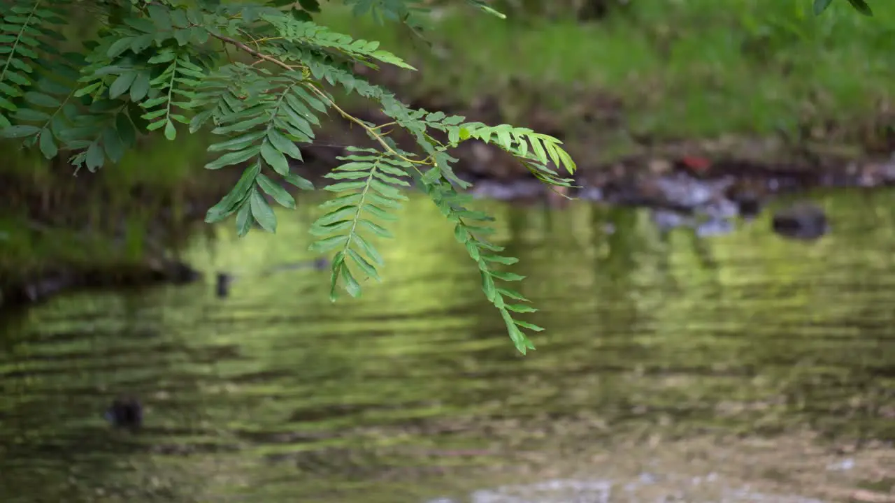 Acacia tree branch hanging over stream water in wild jungle forest at sunset