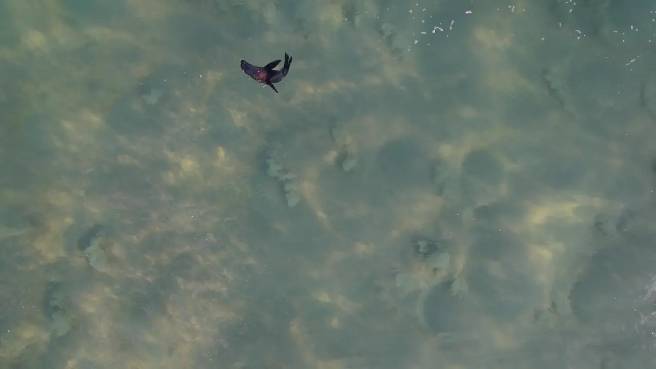 Rough Waves Splashing On Baby Seal Swimming Over The Beach