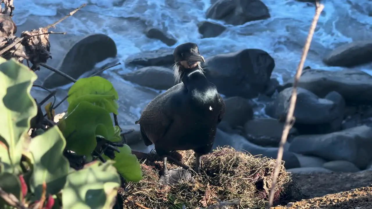 4K footage of Cormorant bird on cliff turning towards camera