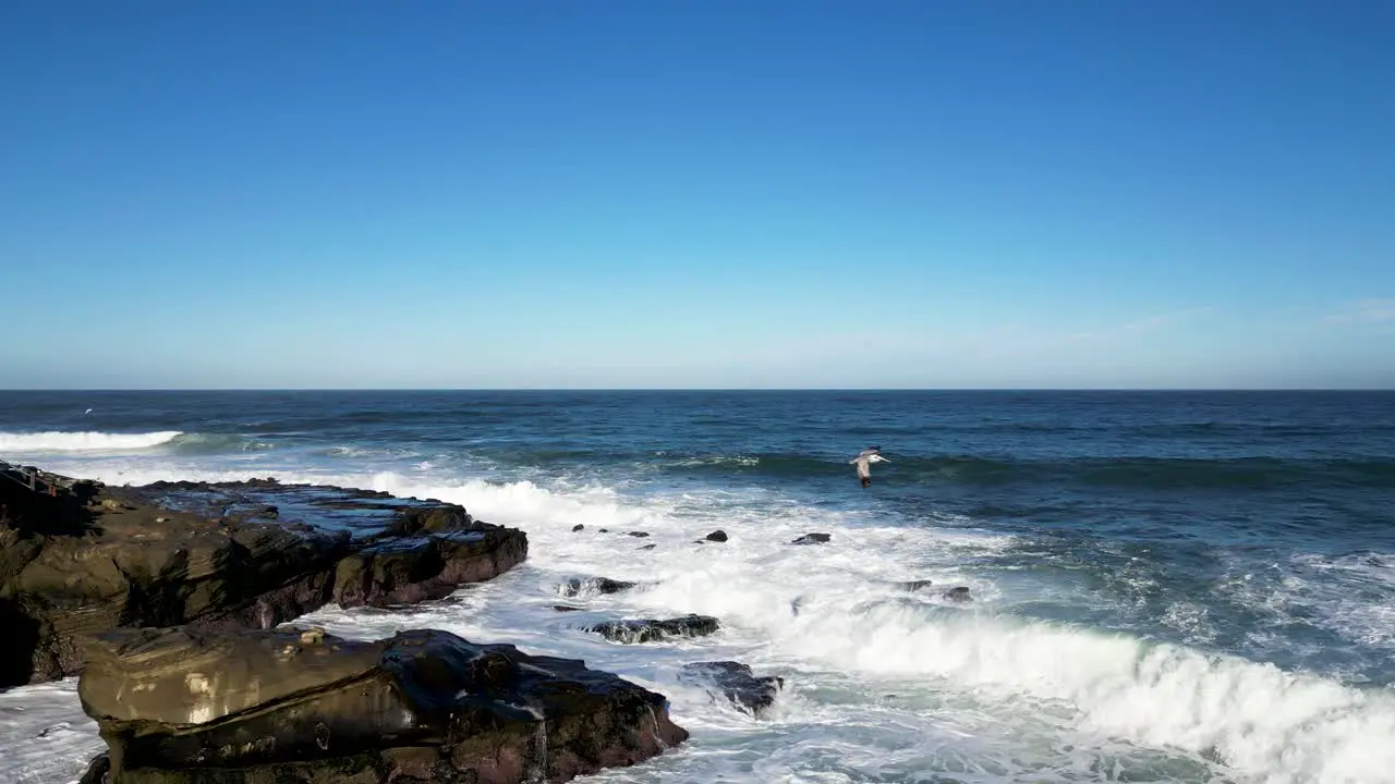 4K slow motion footage of large ocean waves crashing on cliffs at high tide in La Jolla Cove in San Diego California as pelican flys by