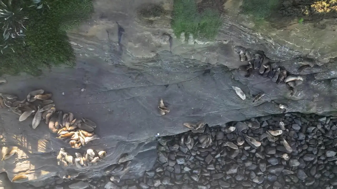 4K Drone Footage straight down of Sea Lions sunning themselves and playing on the cliffs at La Jolla Cove in San Diego California