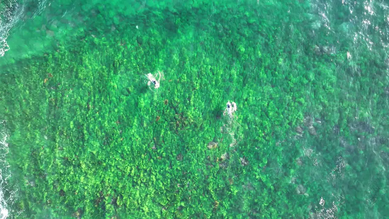 Emerald Waves Aerial View of Surfers on Sydney's Lush Green Reef Northern Beaches Australia