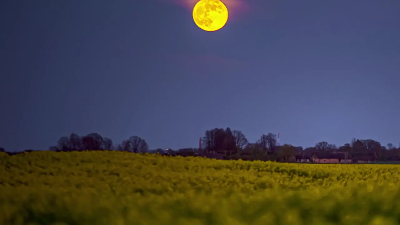 Time lapse of yellow moon motion rising at night over the yellow flowers in the grasslands through trees