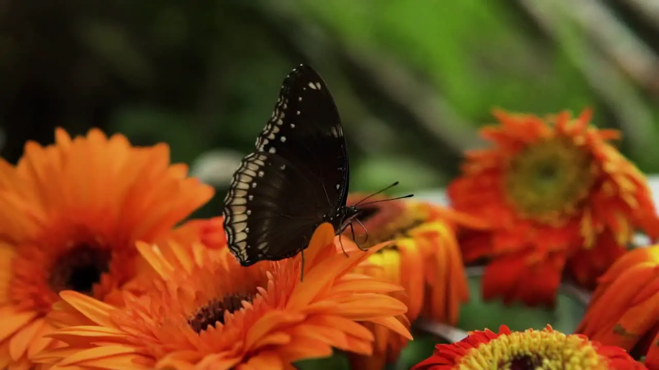 Close Shot Of Female Blue Moon Eggfly Butterfly