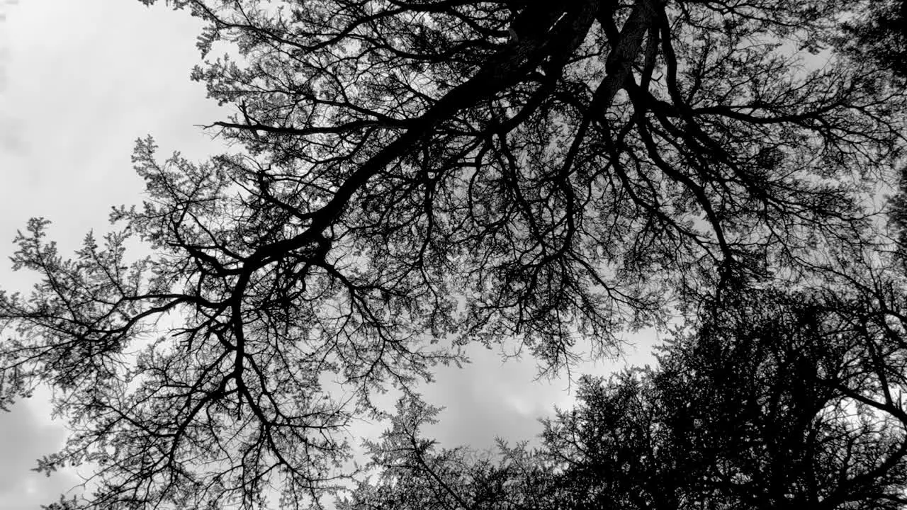 Haunting ground shot of towering trees in black and white