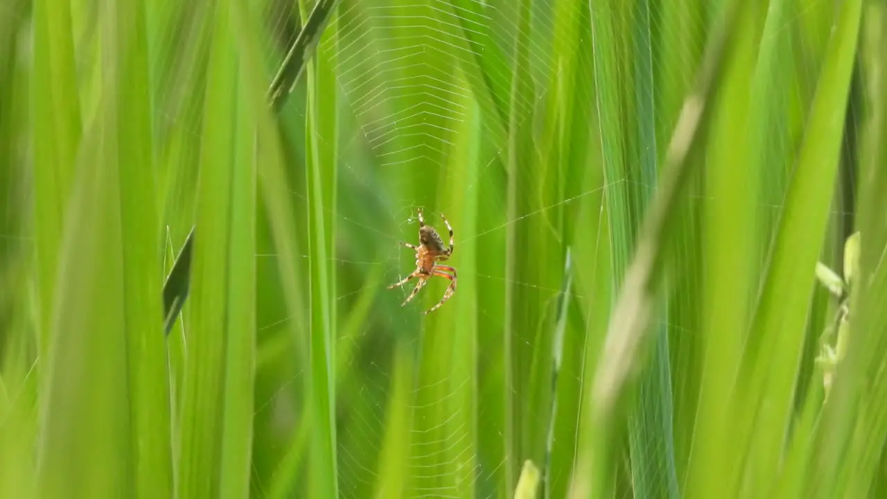 Spider making web in green rice grass 