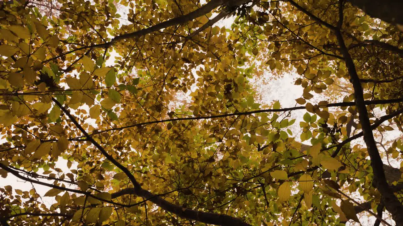 Leaves turning colors in early fall