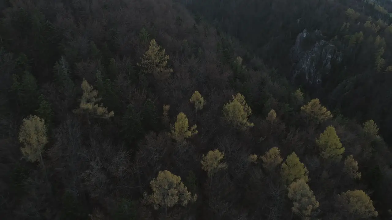 Dark dramatic forest giving mythical feeling during autumn season aerial