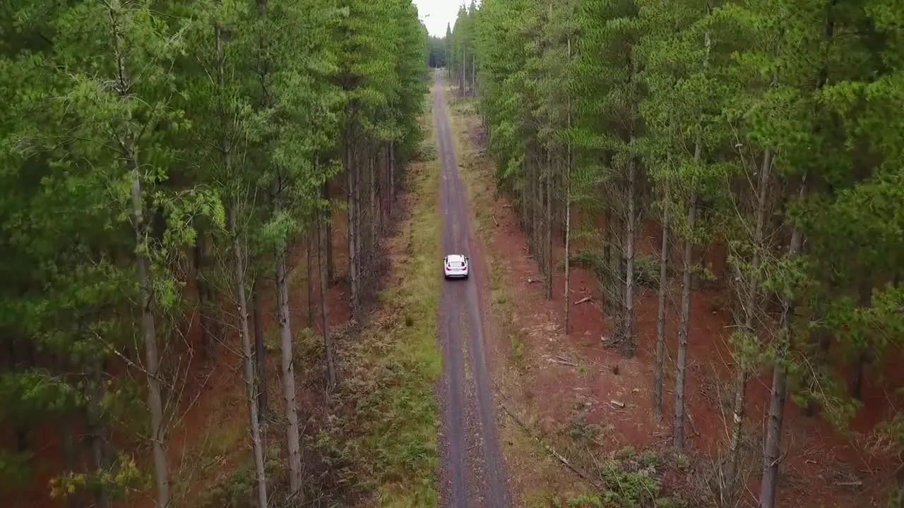 Aerial High Angle view White colored car driving down dirt road between tall pine trees