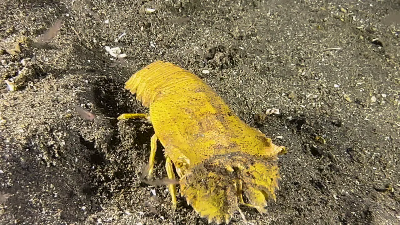 yellow slipper lobster during night on sandy bottom in indo-pacific