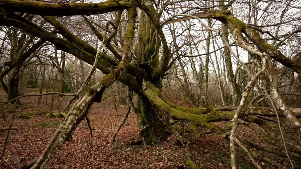 very dark beech tree in forest