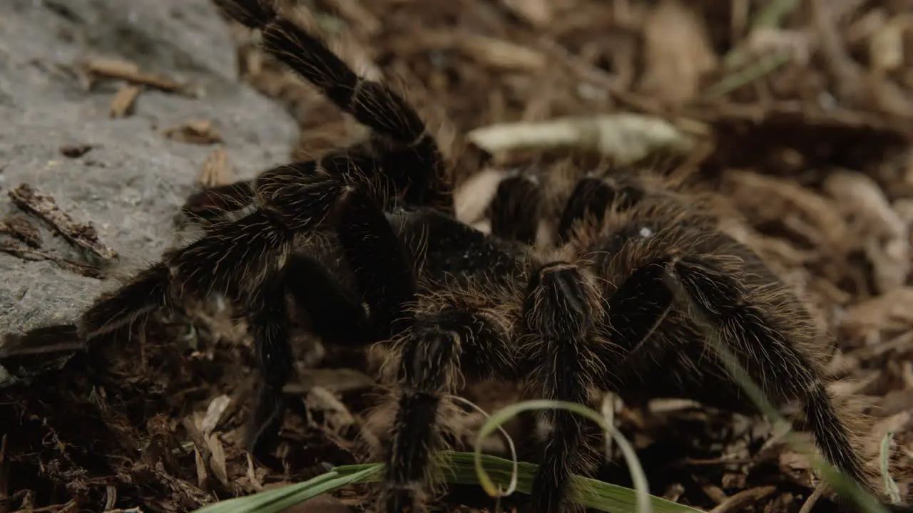 Tarantula spider crawls along rocky forest floor close up