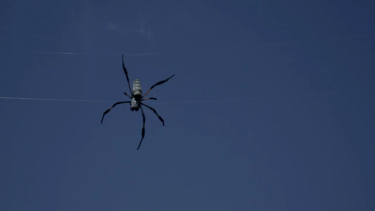 A large black spider hanging on its web silhouetted against the blue sky