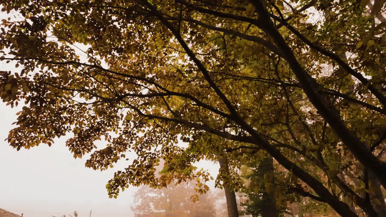 Leaves in Halloween weather in Muskegon