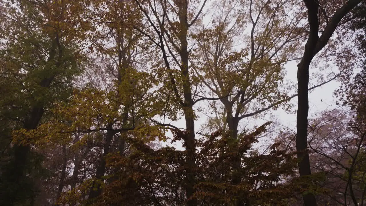 Tilting to show the fall trees in mid color change