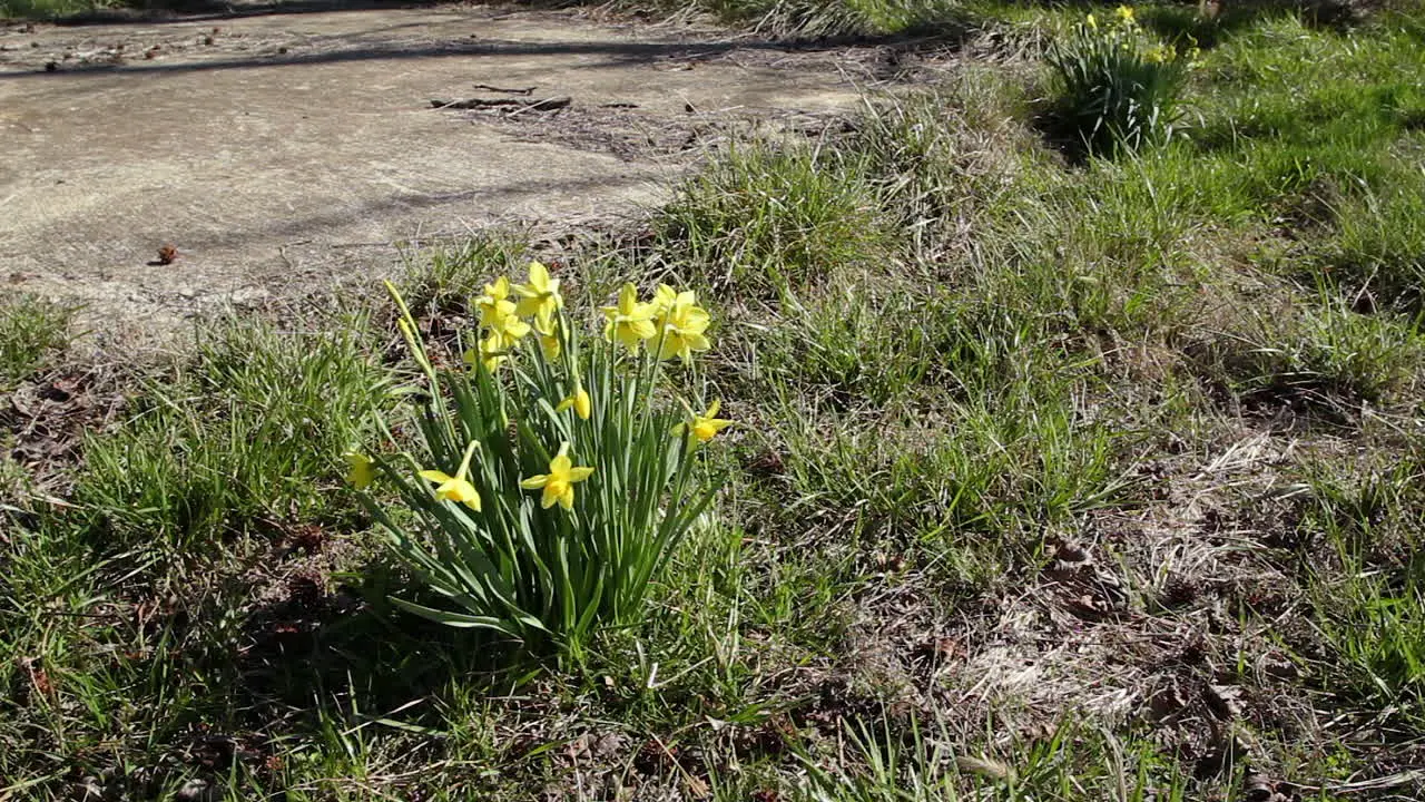 Tilt up from daffodils being blown in the wind to an old creepy abandoned rural farmhouse