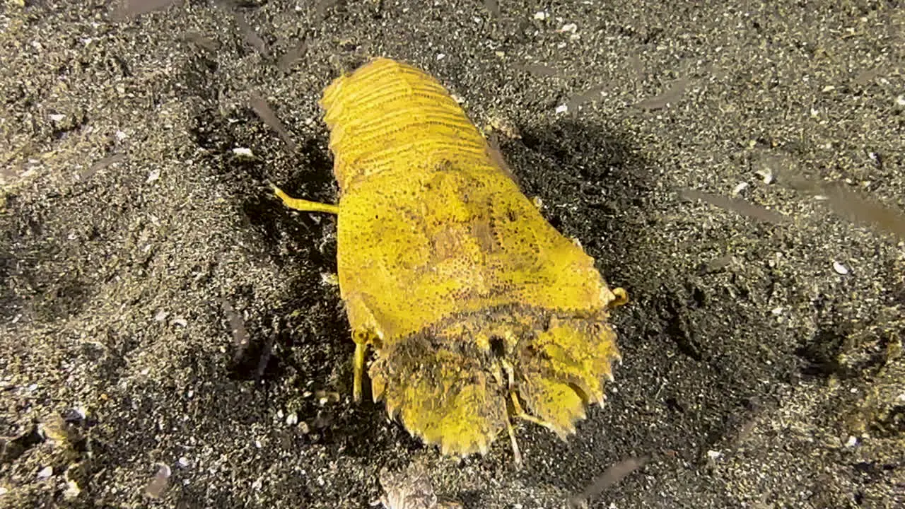 Underwater shot of slipper lobster walking over sandy bottom in indo-pacific