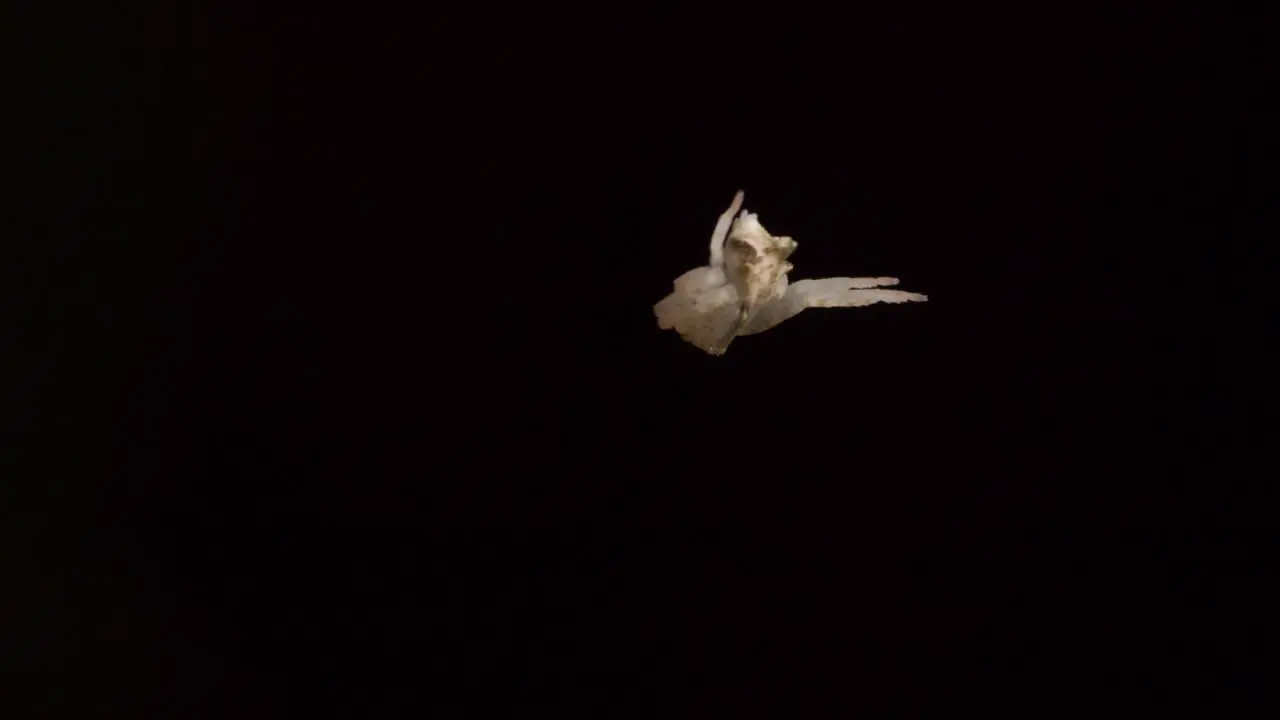 White Jumping spider climbs down from a web strand with Dark Background