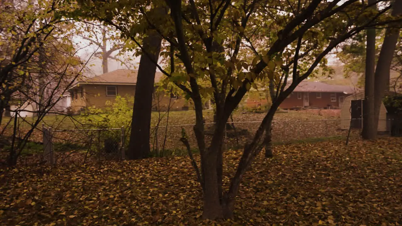 Spinning around a Fall Tree in Autumn