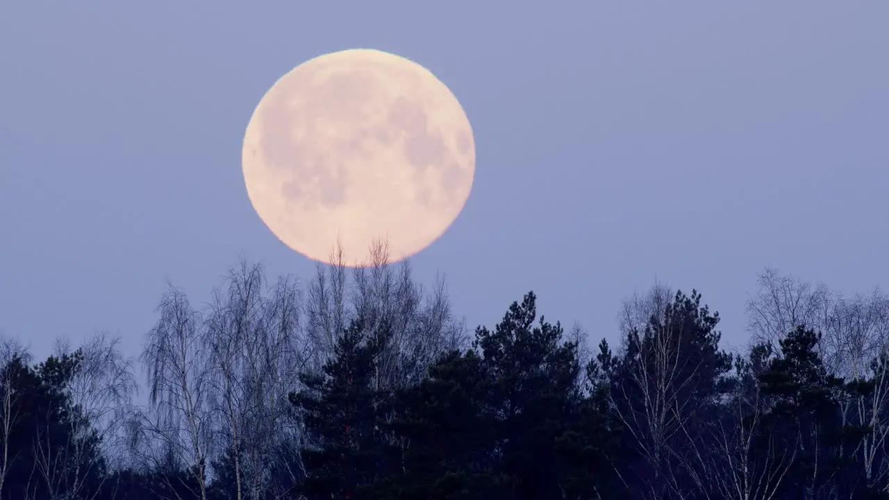 Moonset over forest trees in early morning colorful sky timelapse