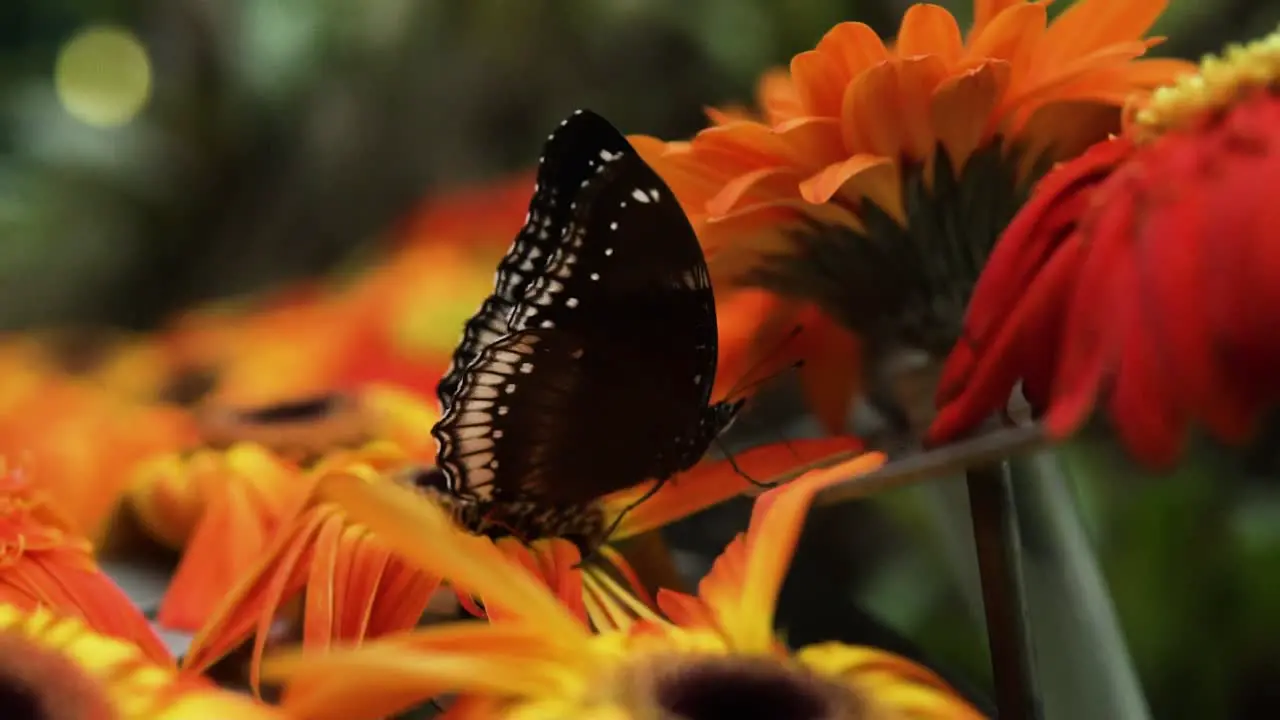 Beautiful Great Eggfly Feeding On Blooming Gerbera Flowers