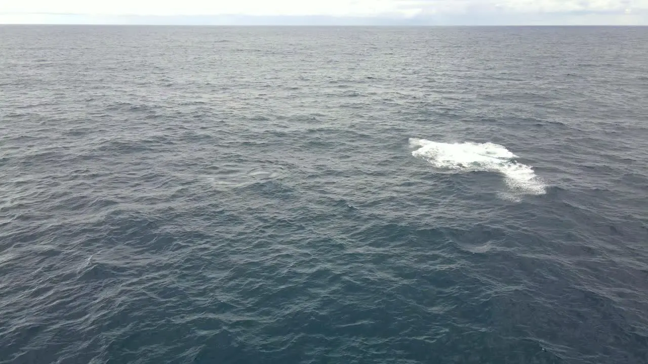 Humpback Whale Launch Then Land On Its Back Causing Splash Of Water In Blue Sea Whale Watching In Bondi Beach NSW Australia