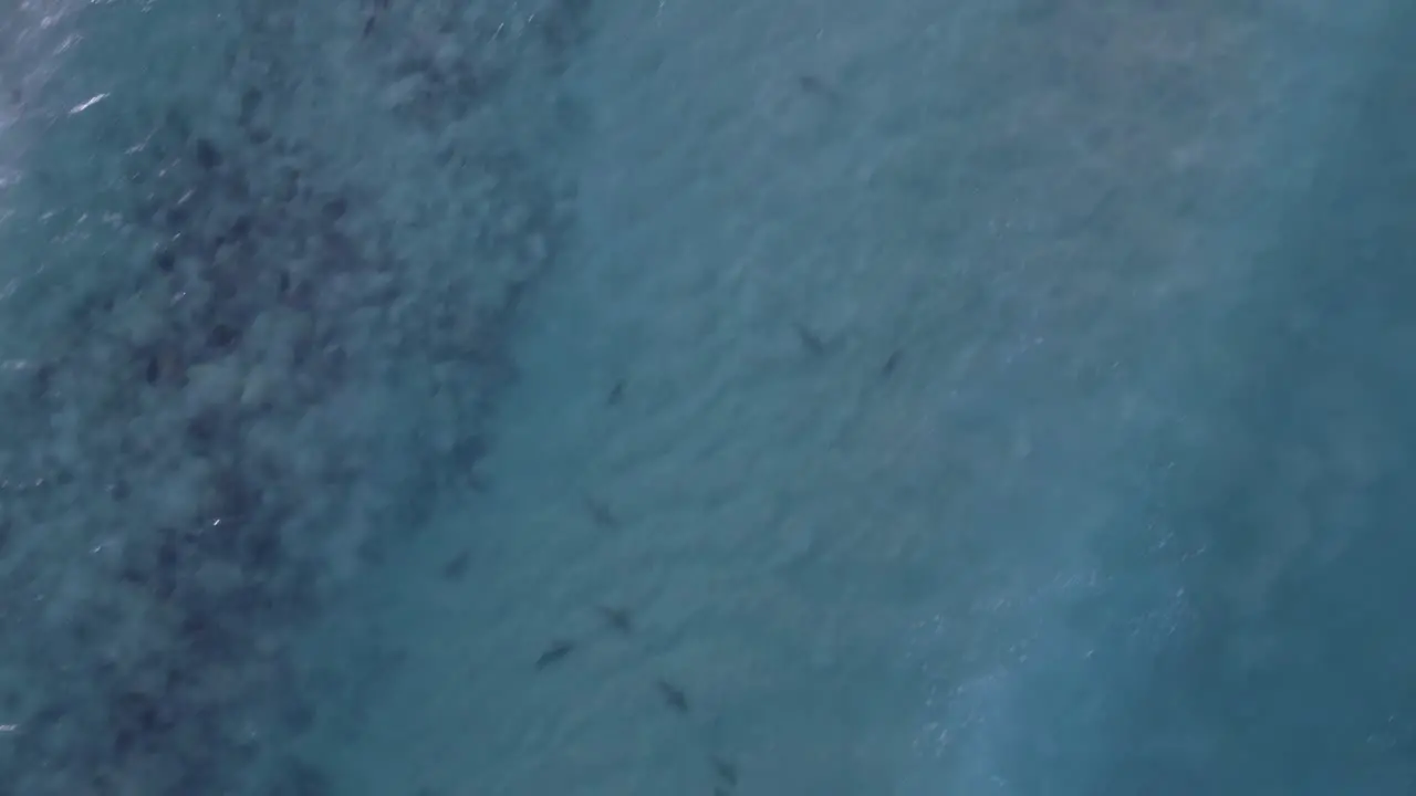 Aerial view of sharks in transparent water waves moving over the sea high angle drone shot