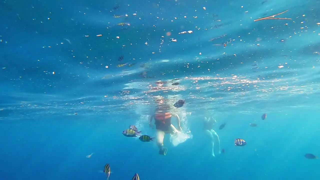 Many Sergeant Major fish swimming with divers by the surface of the waves of Thailand underwater