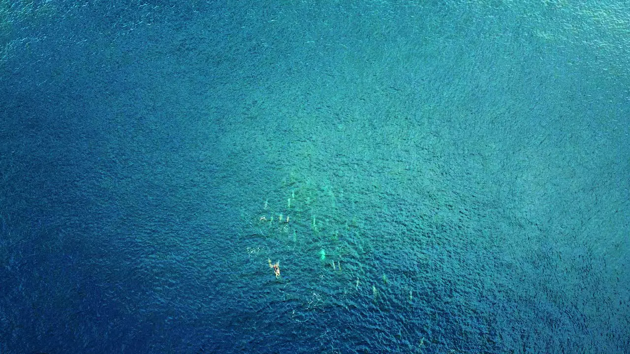 Top Views Of Spinner Dolphins Swimming On The Clear Blue Ocean Aerial Shot