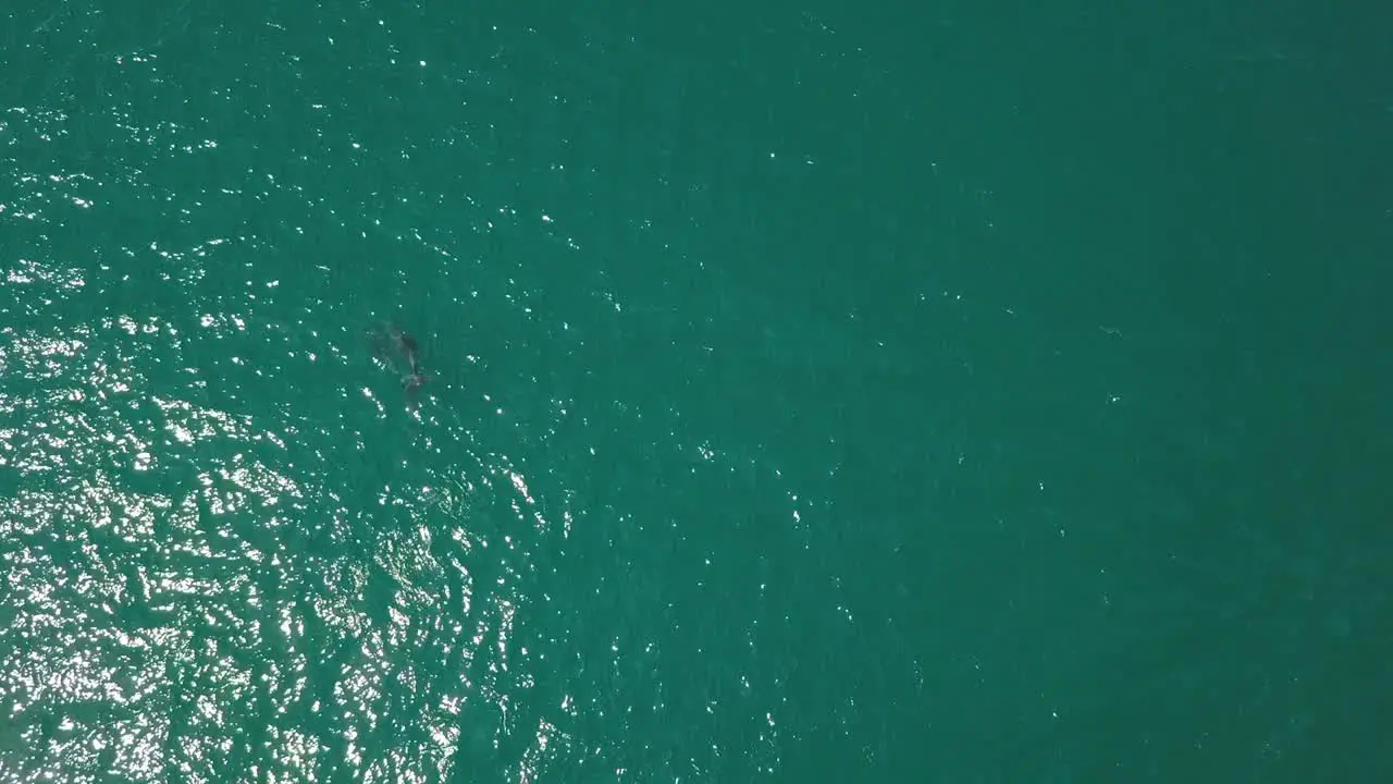 Dolphins playing together in turquoise sea water aerial top down view