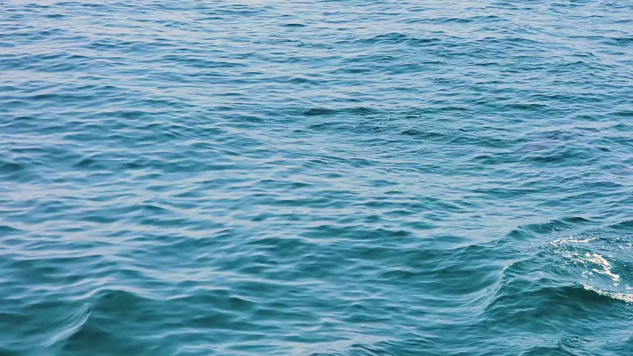 A Group Of Dolphins Swimming By The Water Surface medium shot