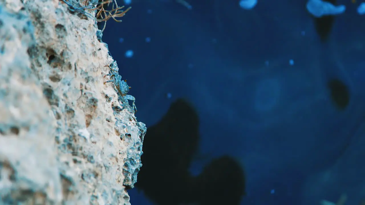 Black crab crawling on ocean rock in Curacao Caribbean Slow Motion Tracking