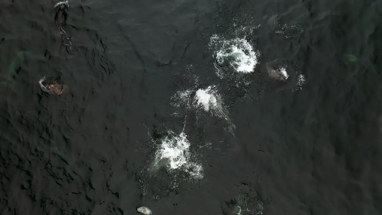 Irish Grey Seals Swimming in Atlantic Ocean Aerial Overhead View