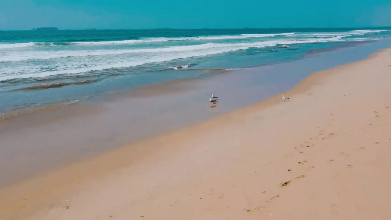 Descending drone over seashore with seagulls landing